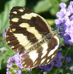 Zebra White upperwings